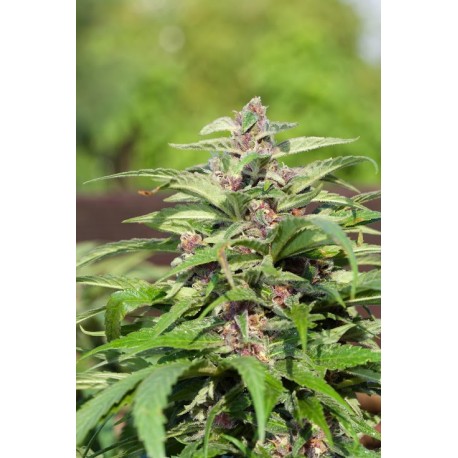 Purple Maroc - Female Seeds