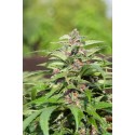 Red Purps - Female Seeds