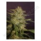 Graines de Sexbud par Female Seeds
