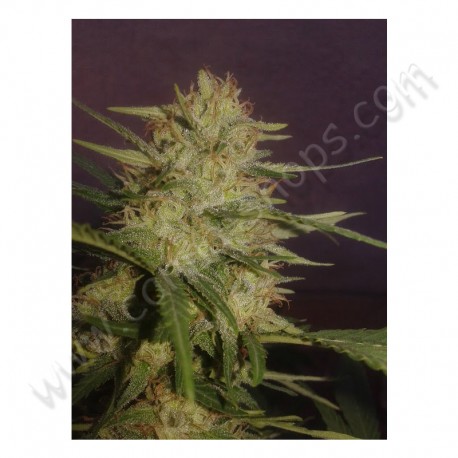 Graines de Sexbud par Female Seeds