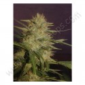 Sexbud - Female Seeds