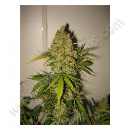 Graines de Skunk Special féminisées de chez Female Seeds