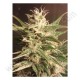 Graines de Bubblegum Automatic de chez Female Seeds