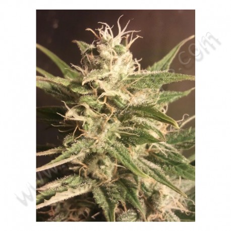 Auto AK - Female Seeds