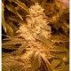 Graines de Kush Automatique de Female Seeds