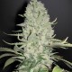 White Widow x Big Bud graines autoflo de chez Female Seeds