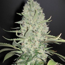 Auto White Widow x Big Bud - Female Seeds