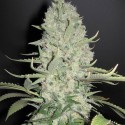 Auto White Widow x Big Bud - Female Seeds