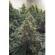 Desert Diesel - Humboldt Seeds Organization