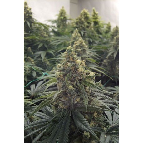 Desert Diesel - Humboldt Seeds Organization