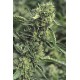 Purple Trainwreck - Humboldt Seeds Organization