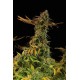 OG Kush - Humboldt Seeds Organization