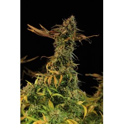 Blueberry Headband - Humboldt Seeds Organization