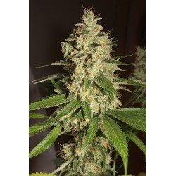 Raspberry Diesel - Humboldt Seeds Organization