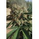 Raspberry Diesel - Humboldt Seeds Organization