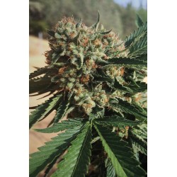 Sapphire OG 100% - Humboldt Seeds Organization