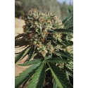 Sapphire OG 100% - Humboldt Seeds Organization