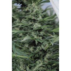 Sour Diesel N°2 - Humboldt Seeds Organization