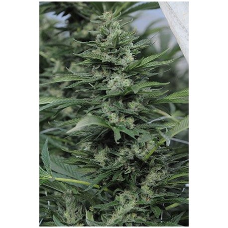 Sapphire OG 100% - Humboldt Seeds Organization