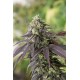 Sour Diesel N°2 - Humboldt Seeds Organization