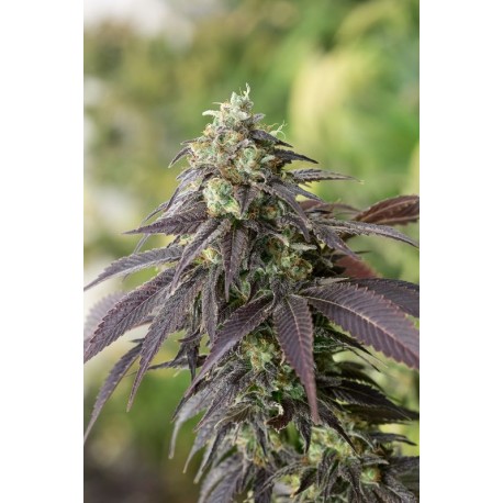 Sour Diesel N°2 - Humboldt Seeds Organization