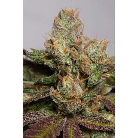 707 Headband - Humboldt Seeds Organization