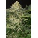 707 Truthband by Emerald Moutain - Humboldt Seeds Organization