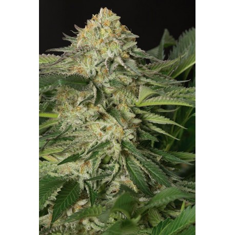 707 Truthband by Emerald Moutain - Humboldt Seeds Organization