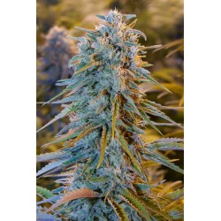 Blue Dream - Humboldt Seeds Organization