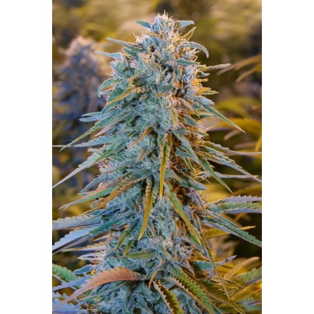 Mango Sapphire - Humboldt Seeds Organization