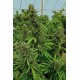 Graines de Chemdawg de Humboldt Seeds Organization