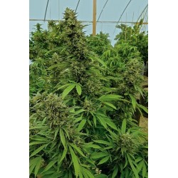 Chemdawg - Humboldt Seeds Organization