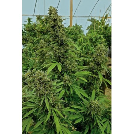 Graines de Chemdawg de Humboldt Seeds Organization