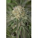 Graines de Amherst Sour Diesel par Humboldt Seeds Organization