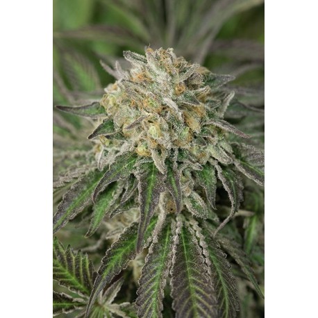 Graines de Amherst Sour Diesel par Humboldt Seeds Organization