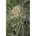 Amherst Sour Diesel - Humboldt Seeds Organization