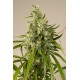 Graines de Trainwreck par la banque de graines Humboldt Seeds Organization