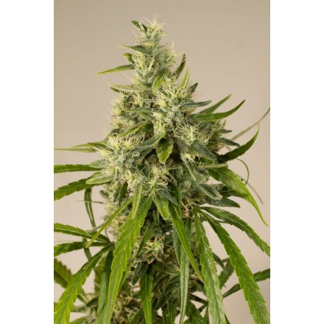 Graines de Trainwreck par la banque de graines Humboldt Seeds Organization