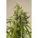 Trainwreck - Humboldt Seeds Organization