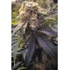 Lost Coast Hashplant graines de cannabis féminisées de chez Humboldt Seeds Organization