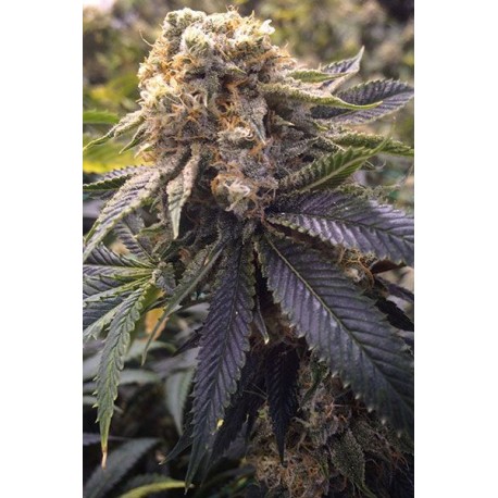 Lost Coast Hashplant graines de cannabis féminisées de chez Humboldt Seeds Organization