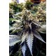 Bubba Kush - Humboldt Seeds Organization