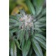 Chocolate Mint OG - Humboldt Seeds Organization