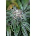 Master Kush - Humboldt Seeds Organization