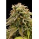 Master Kush - Humboldt Seeds Organization