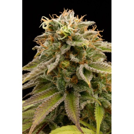 Master Kush - Humboldt Seeds Organization