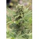 Graines de Dedoverde de chez Humboldt Seeds Organization