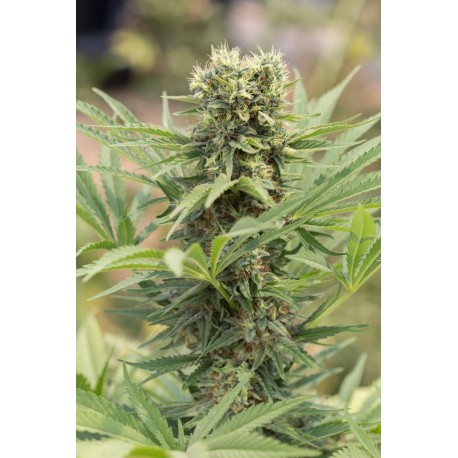 Graines de Dedoverde de chez Humboldt Seeds Organization