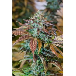 Lemon Kush Headdband - Humboldt Seeds Organization