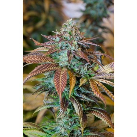 Lemon Kush Headdband graines féminisées de cannabis de Humboldt Seeds